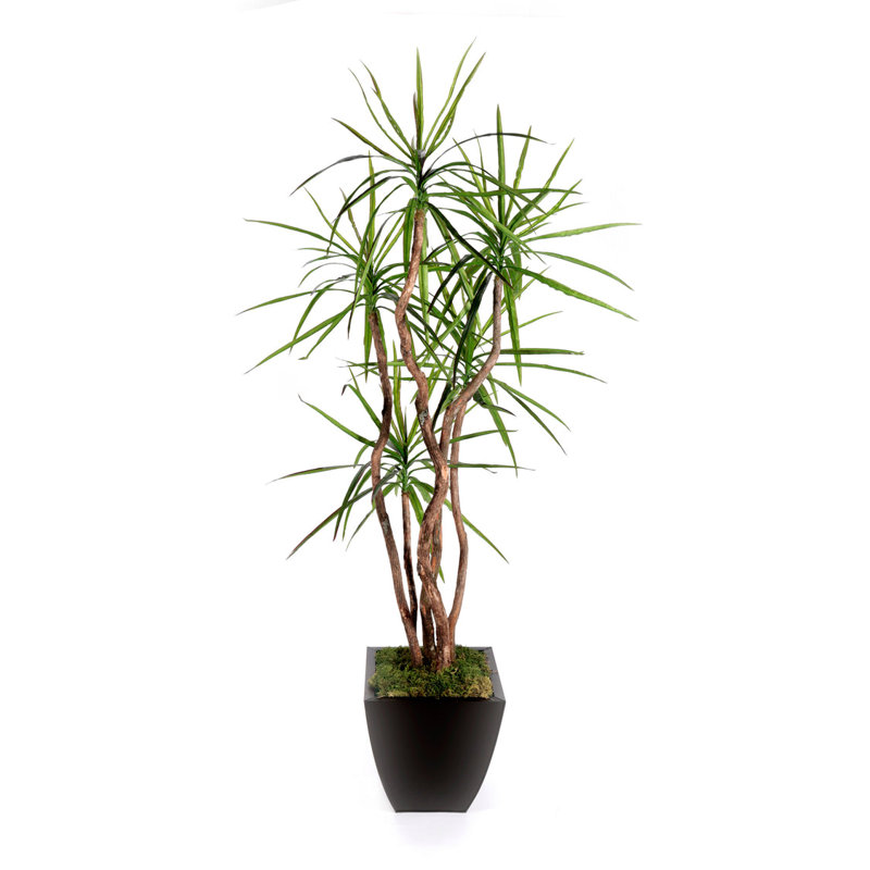 Yucca 7 'H avec troncs en bois véritable et pot en bronze