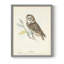 «Little Owl», reproduction encadrée - bois massif-1818825010-1818825012
