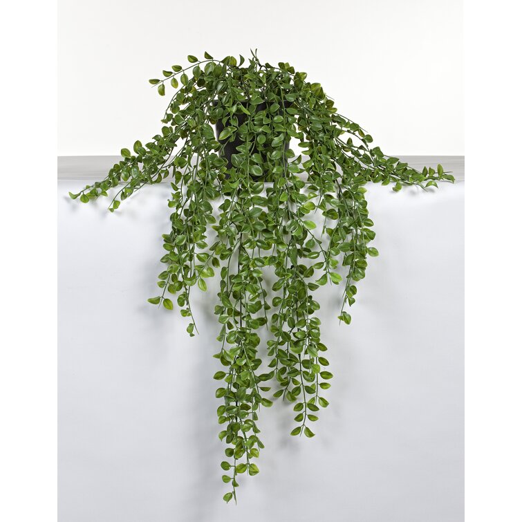 Die Saisontruhe Hängende Kunstpflanze Birkenfeige im Topf & Bewertungen