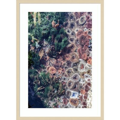 Daisey "Ocean Curiosities" Print