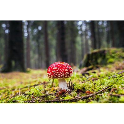 " Mushroom In A Forest "
