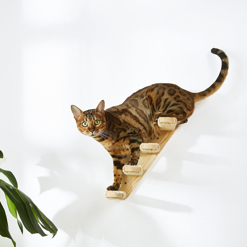 Ensemble d'escaliers muraux pour chat, échelle pour chat en bois de pin avec corde en sisal, tablettes d'escalade peu encombrantes pour chats
