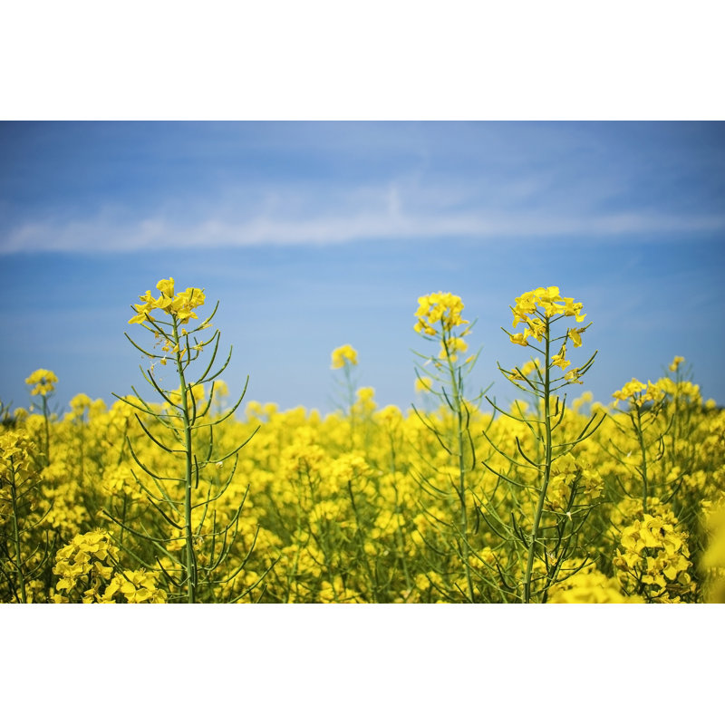 Canola Flower Field - Photographie sur toile tendue, H 24 po x l 36 po