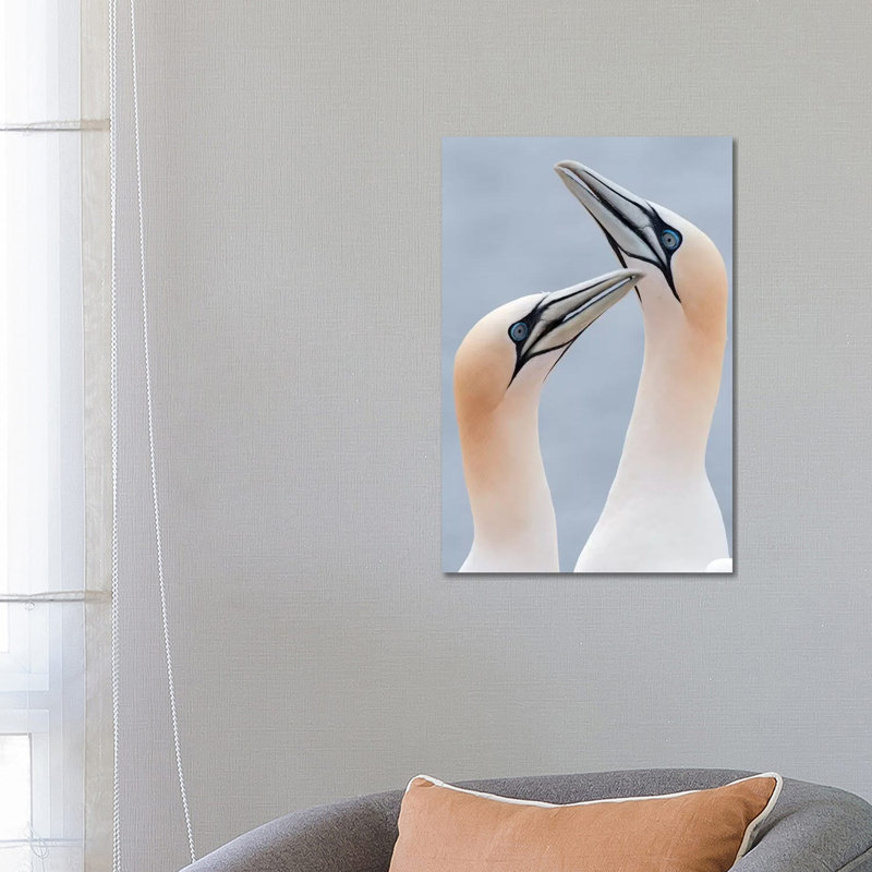 Northern Gannets Displaying, Helgoland, Germany by Marcel Van Kammen - Wrapped Canvas Gallery-Wrapped Canvas Giclée