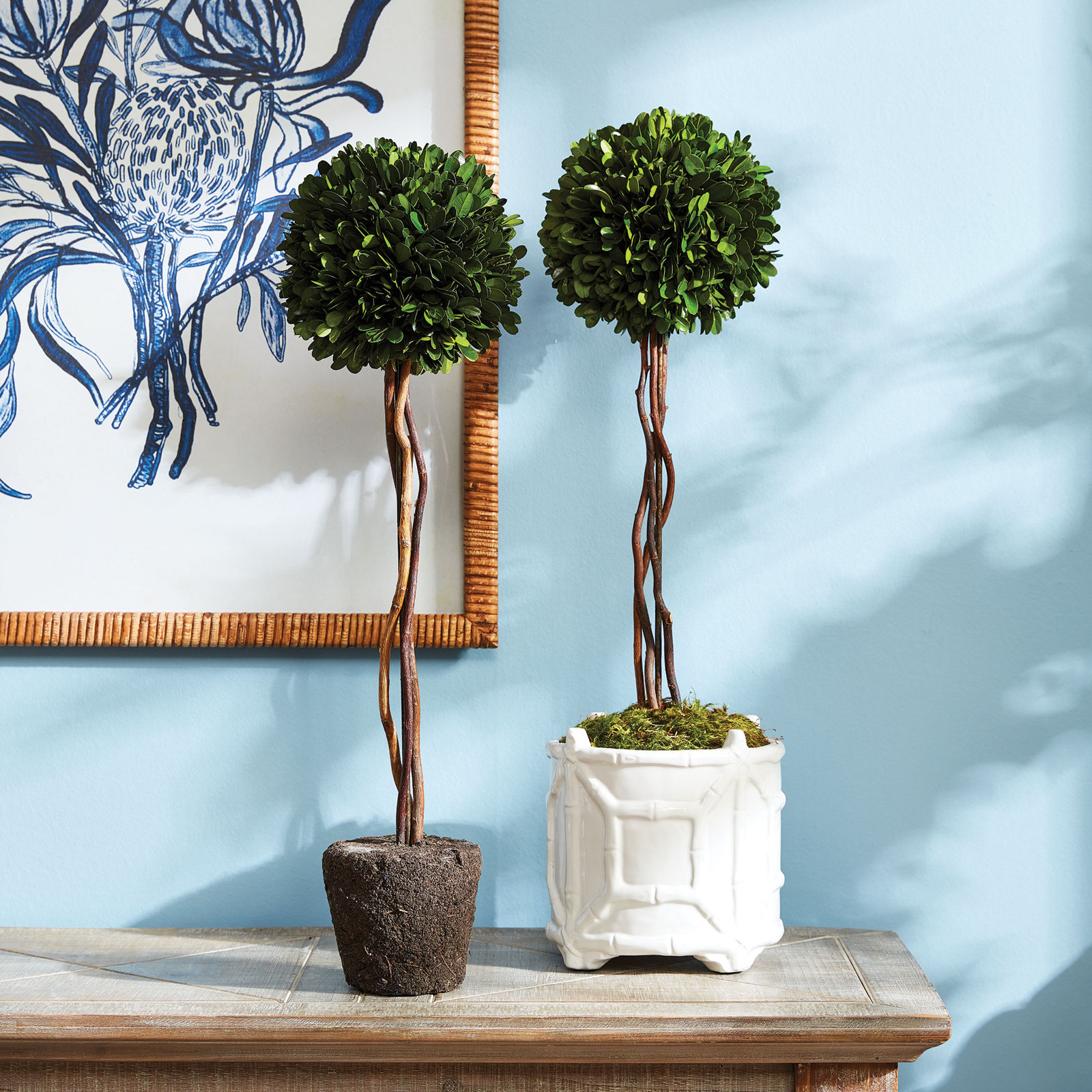 Alby Faux Boxwood Topiary in Planter, 24" H x 6.5" W x 6.5" D