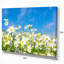 Photographie florale de marguerites blanches sous un ciel bleu - marguerites blanches-1584277419-1589265540