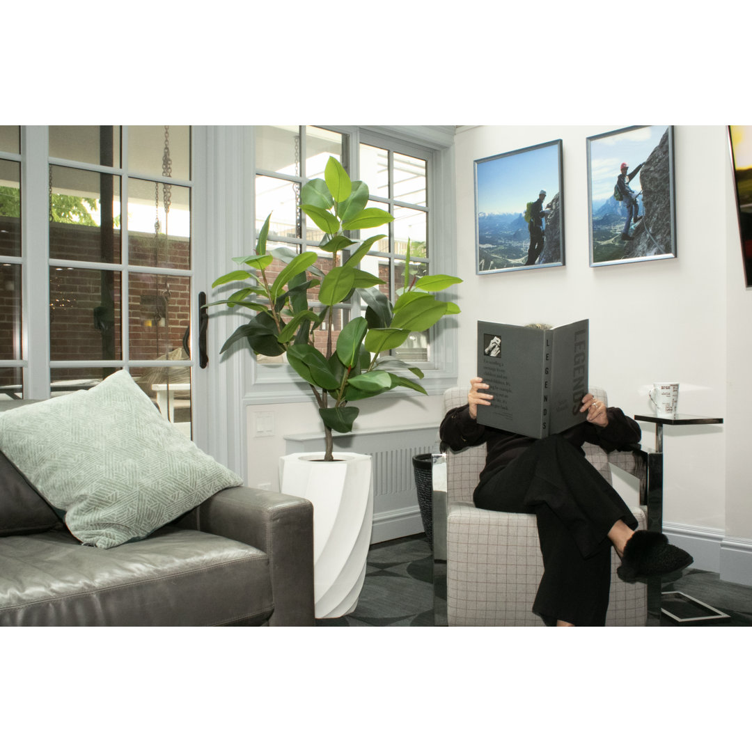 68.3'' Artificial Rubber Tree In A Tall Beige Fiberstone Planter Vintage Home