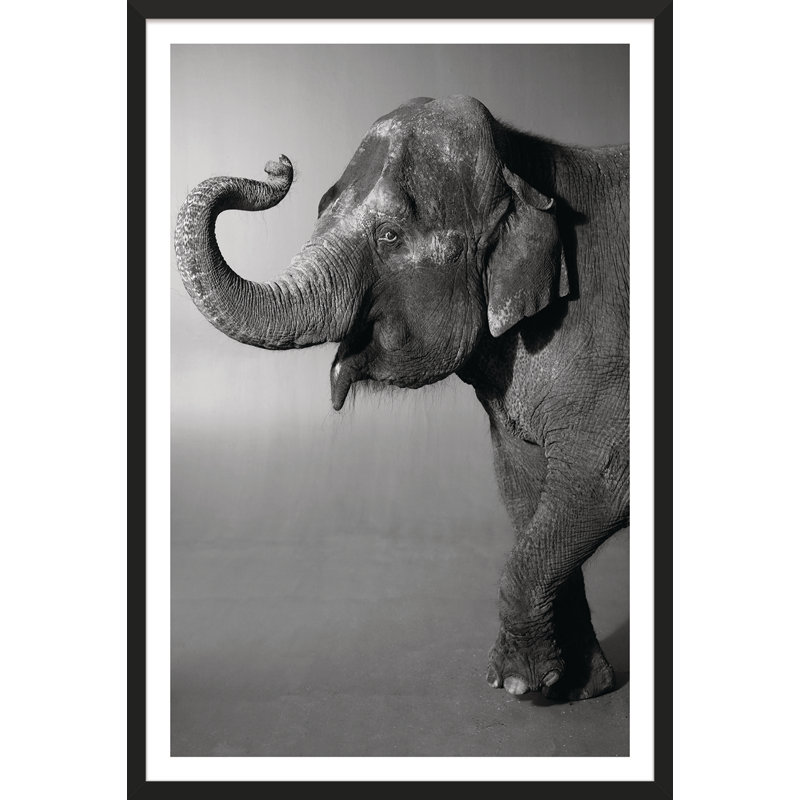 Trunk Archive " Belle " by Trunk Archive