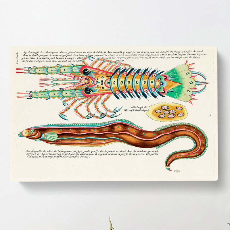 East Indies Fish & Lobster Illustrations XLV by Louis Renard - Wrapped Canvas, 35cm H x 50cm W x 3cm D