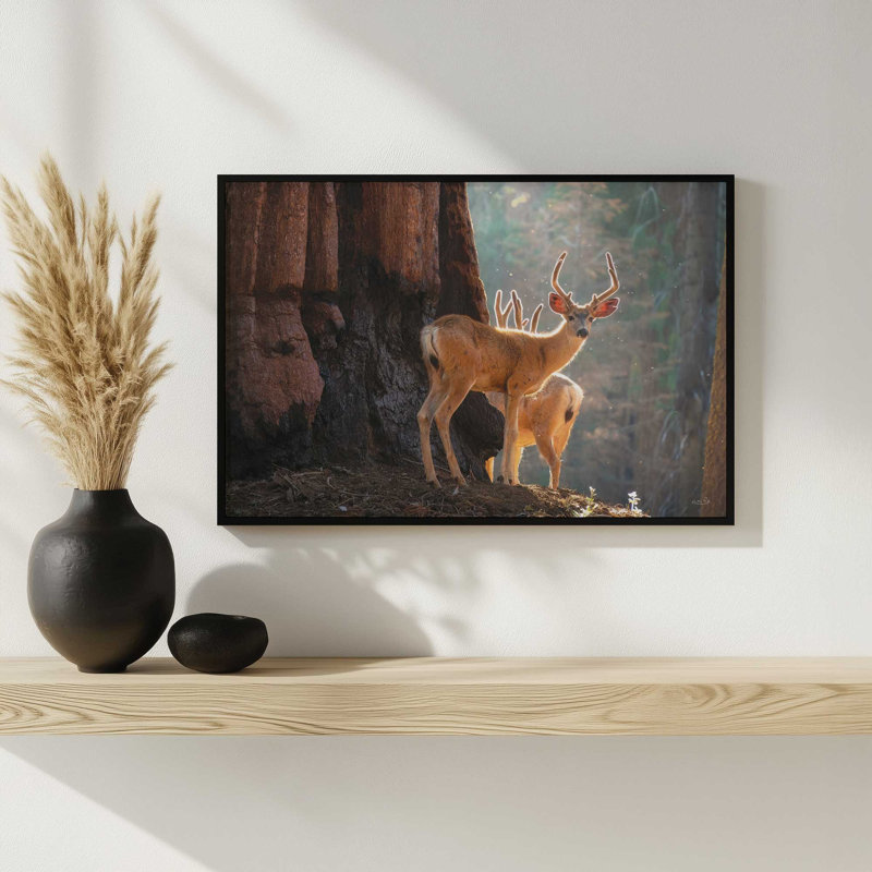 «Deer at the séquoias II» par Martin Podt, reproduction d'art, L 12 po x H 8 po, Blanc, Impression encadrée