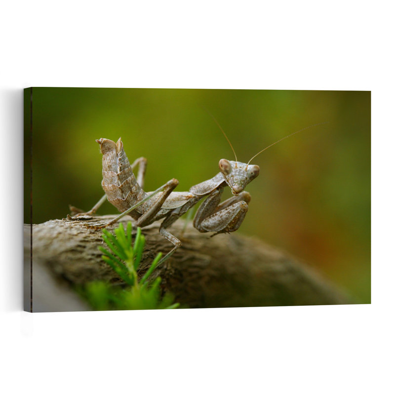 Curious Praying Mantis Abstract Contemporary Animal Forest Wall Art Print by Jimmy Hoffman - Print, 40.64cm H x 60.96cm W