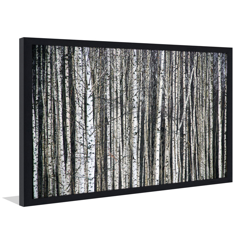 « birching environ 8 », reproduction de photo encadrée, H 27,5 po x l 39,5 po x P 0,75 po