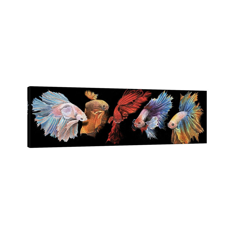 Beta Fish in Black 1 Piece Wrapped Canvas Panoramic Painting, 30.48 cm H x 91.44 cm W x 1.91 cm D