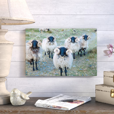 " Mayo Blackface Rams, Erriff Valley, County Mayo, Connacht Province, Republic Of Ireland " Color Photography