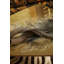 Horn - Natural Finish