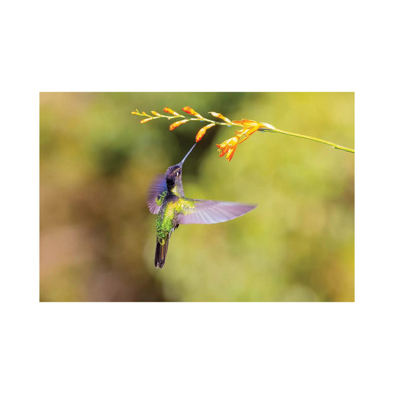 Central America, Costa Rica. Male Talamanca Hummingbird Feeding. by Jaynes Gallery - Wrapped Canvas Gallery-Wrapped Canvas Giclée