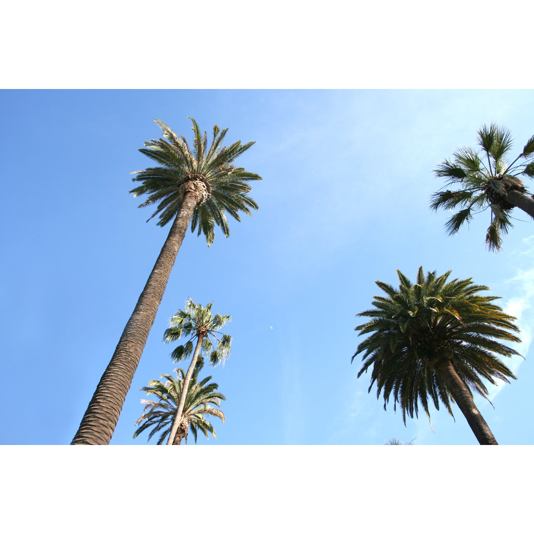 Beverly Hills Palm Trees von LPETTET - Druck auf Leinwand ohne Rahmen