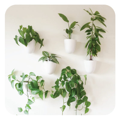 Wall Planter