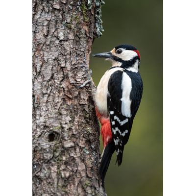 Tanager Woodpecker - Wrapped Canvas Print