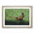 Oak Framed selected