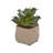 6'' Faux Succulent Plant in Ceramic Planter
