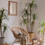 Fausse plante Dracaena-420941379