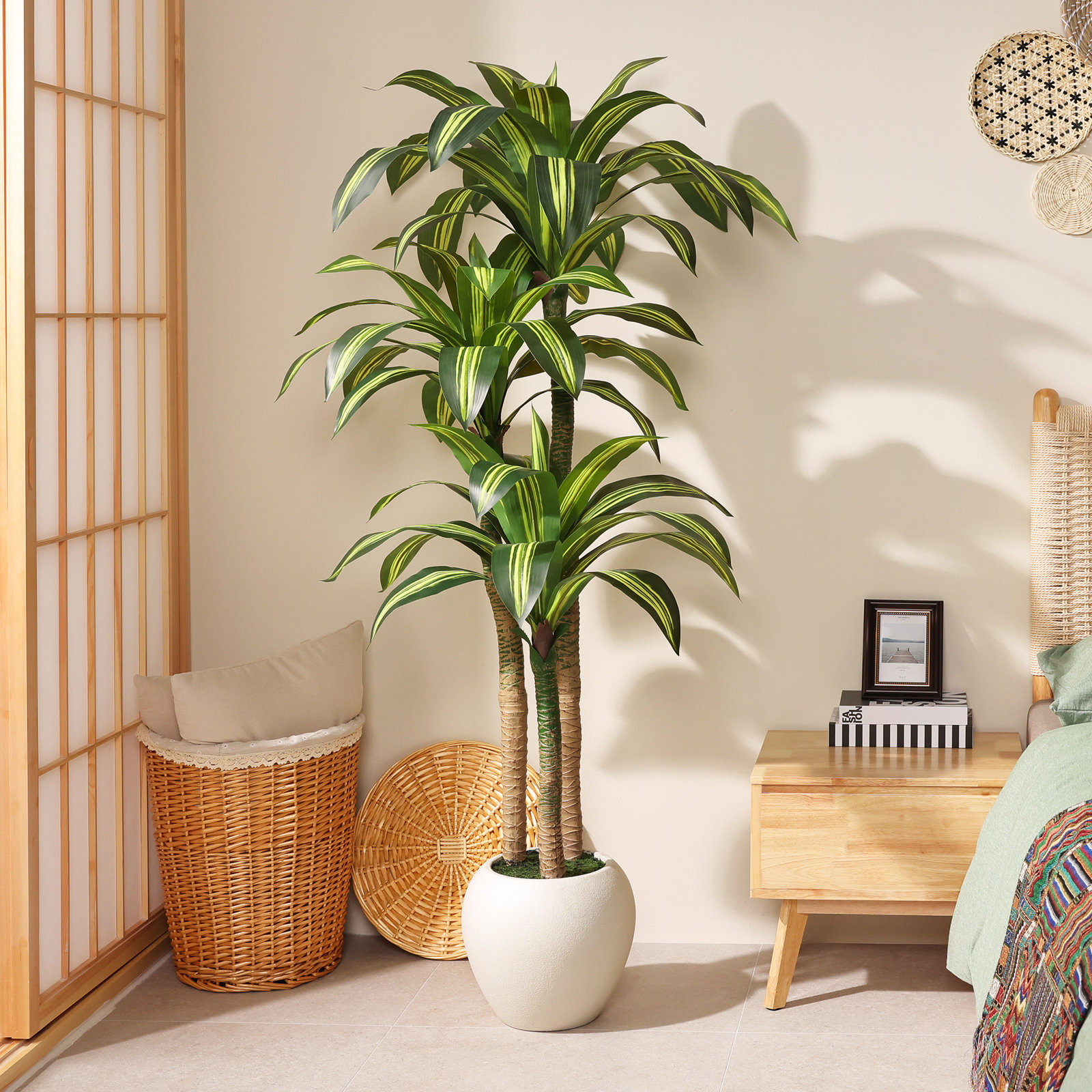 Romney Dracaena Tree in Planter, 72" H x 26" W