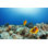 Anemone Clownfish par Ultramarinfoto