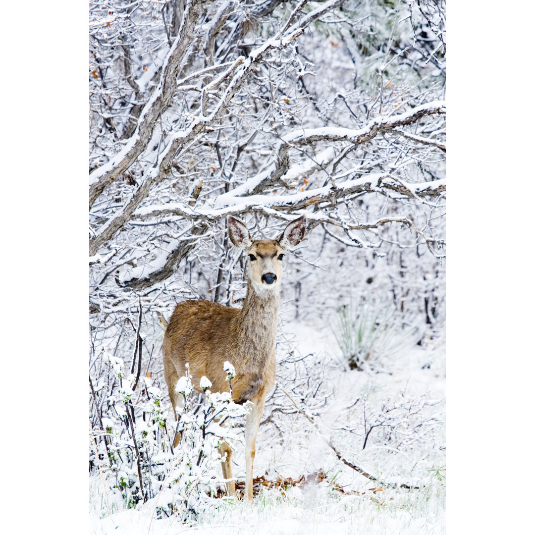 Maultierhirsch im Schnee von SWKrullImaging - Kunstdrucke auf Leinwand