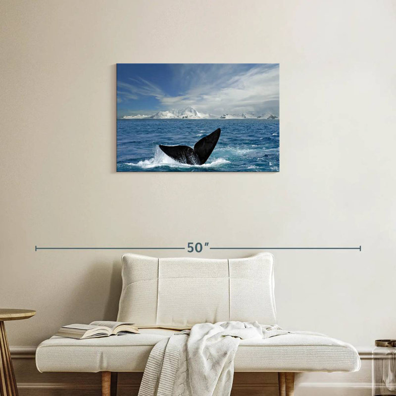Queue de baleine de l'Antarctique Keesha