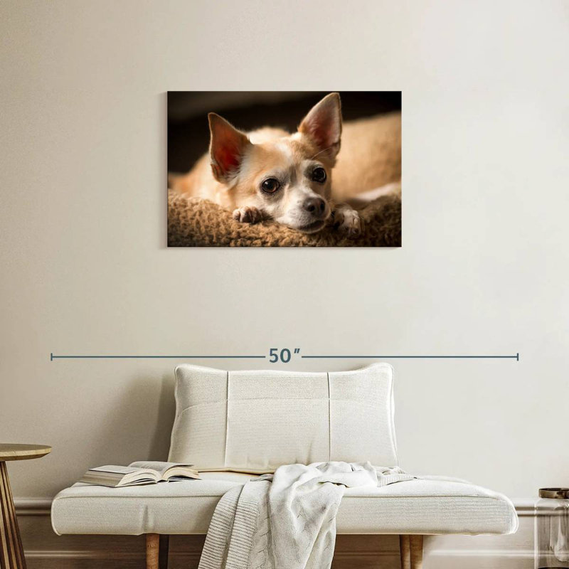 Chihuahua au repos Brampt, H 20 po x l 30 po