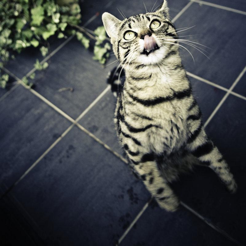 Gimme Yummie by Pixalot - Wrapped Canvas Print, 30cm H x 30cm W
