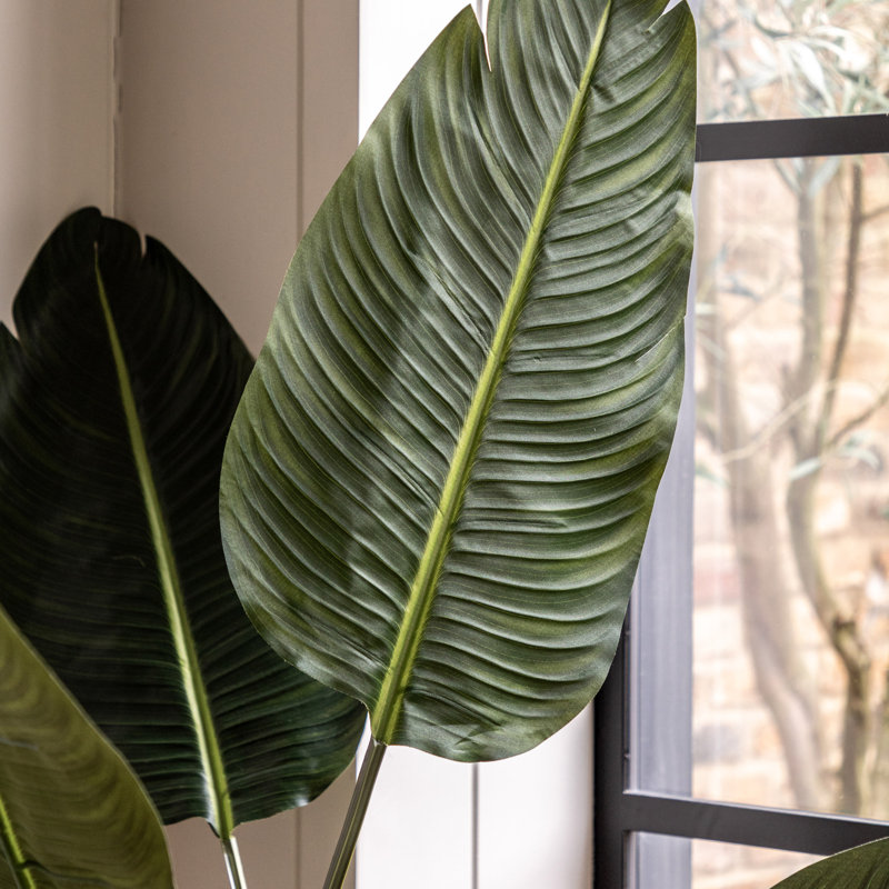 Potted Travellers Palm Tree, 120cm H x 18cm W x 13cm D