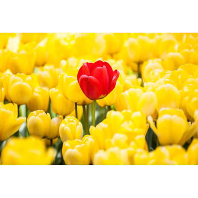 Beautiful Tulips - Photographie sur toile tendue
