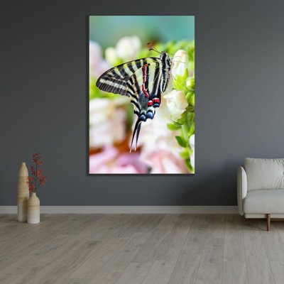 ArtDirect Gulin, Darrell Gallery Wrapped Canvas Art Titled: Zebra swallowtail butterfly, native to eastern US, resting on light pink snapdragon flowers
