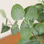 Arbre d'eucalyptus artificiel Adcock-1417930759-1417930758
