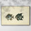 Bloch Antique Fish II, reproduction d'art sur toile-94360414-94360411