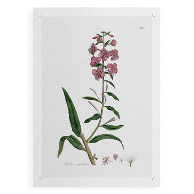 Rose Botanical I - Impression sur toile seulement - NON-CADRE