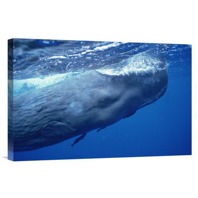 Sperm Whale Adult With Attached Remoras Skimming Ocean Surface, Dominica - Single Picture Frame Photograph on Framed Canvas