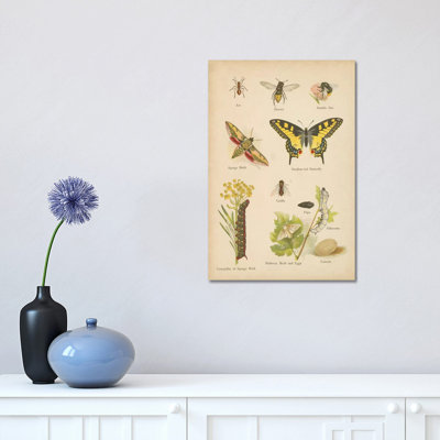 " Natural History Book VI "