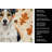 Parson Russell Terrier Heirloom Fall Kitchen Towel-1218231481
