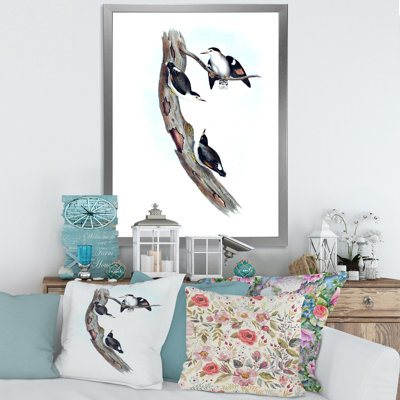 " Vintage Australian Bird Illustrations I "
