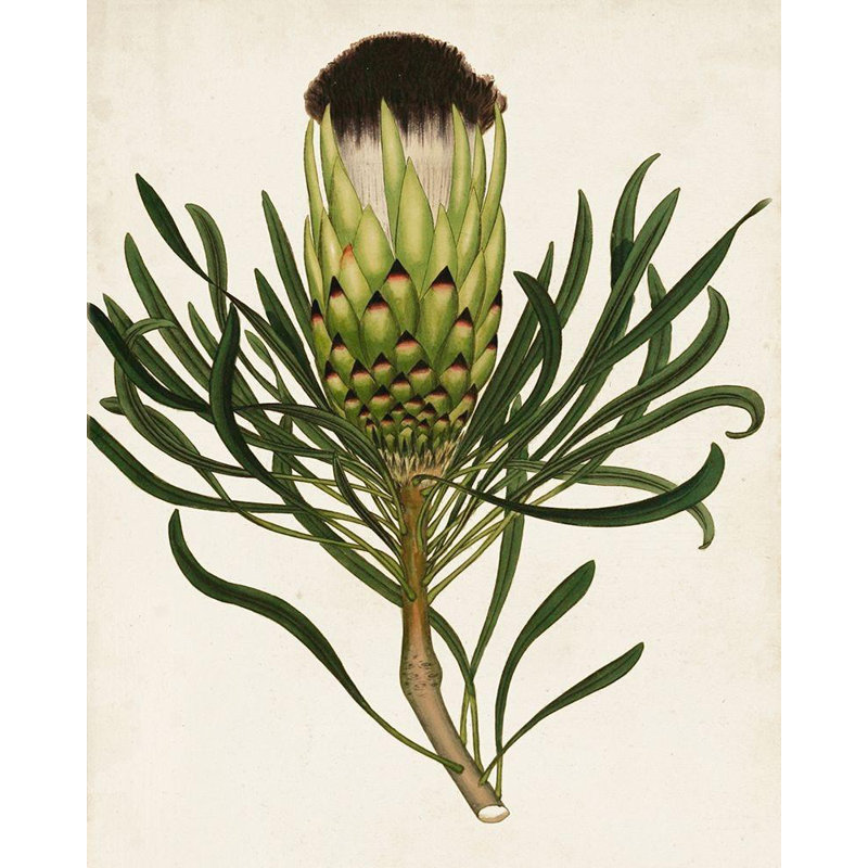 Art sur toile tendue avec châssis Art Direct: Antique Protea II