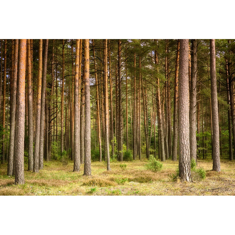 Beautiful Pine Forest by LUMIKK555 - Wrapped Canvas Print, 30cm H x 46cm W x 3.8cm D