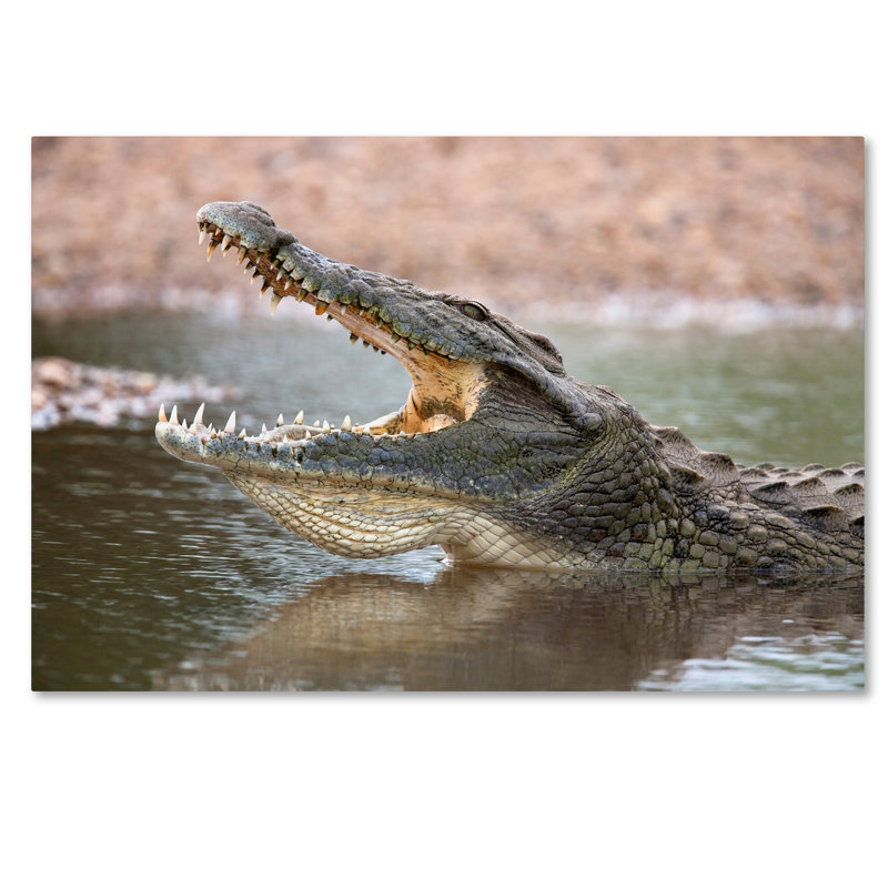 Ann «Alligator», reproduction de photo sur toile tendue Ann, H 22 po x l 32 po