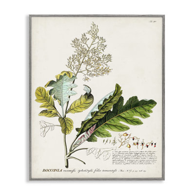 Vintage Botanical Plant Illustration Giclee Art by Unknown