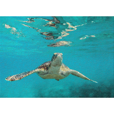 Tapis de la surface bleu tortue