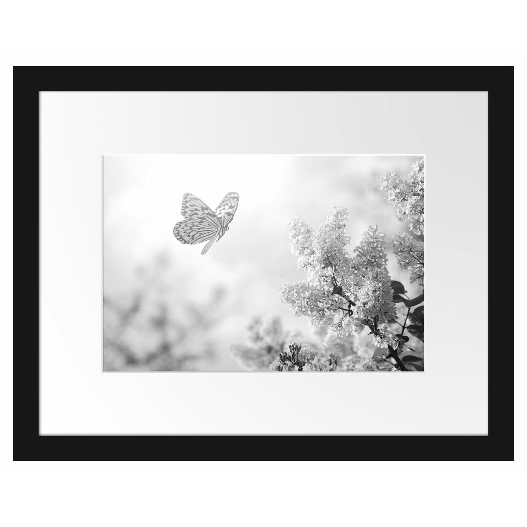 Gerahmtes Poster Schmetterling Kirschblüten