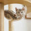 Arbre à chat