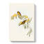 Plumed Honeyeaters by Elizabeth Gould - Wall Art-433442834-433442919